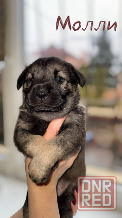 Щенок девочка ищет дом! Донецк - изображение 1