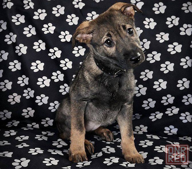 Щенок девочка ищет дом! Донецк - изображение 1