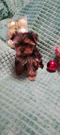 Продается щеночек йорка Донецк