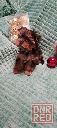 Продается щеночек йорка Донецк - изображение 2