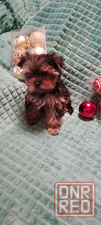 Продается щеночек йорка Донецк - изображение 6