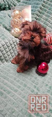 Продается щеночек йорка Донецк - изображение 1