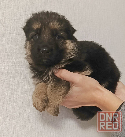 Щенок немец чистокровный торг 2месяца Макеевка - изображение 1