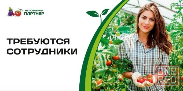 требуются работники теплиц Макеевка - изображение 1