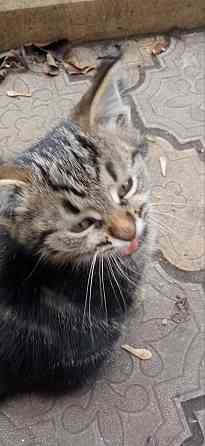 Отдам в добрые руки котят Донецк