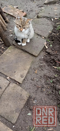 Отдам в добрые руки котят Донецк - изображение 1