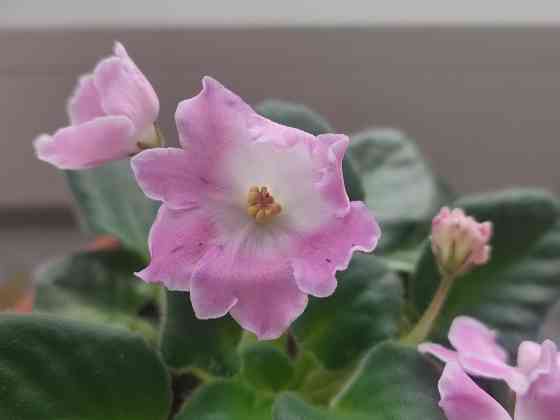 Цветущая фиалка DS-Сияющий колокольчик (розовая) Донецк