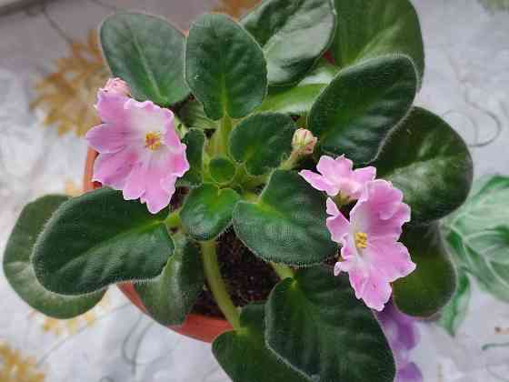 Цветущая фиалка DS-Сияющий колокольчик (розовая) Донецк