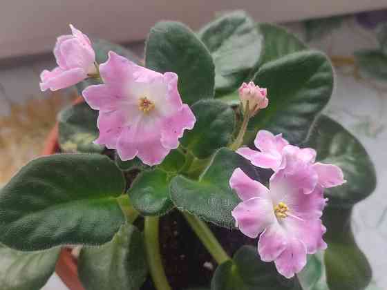 Цветущая фиалка DS-Сияющий колокольчик (розовая) Донецк