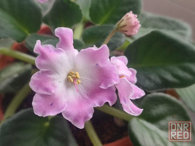 Цветущая фиалка DS-Сияющий колокольчик (розовая) Донецк - изображение 2