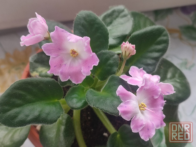 Цветущая фиалка DS-Сияющий колокольчик (розовая) Донецк - изображение 1