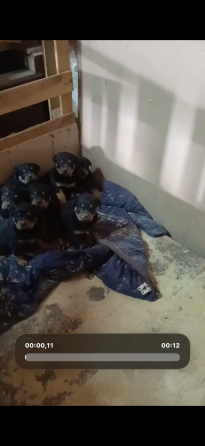 Продам щенков Амвросиевка