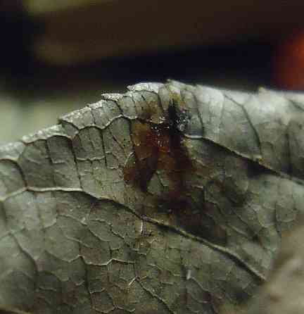 Parasiente, unidos^ para musica Донецк