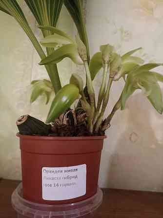 Ликаста гибридная Донецк