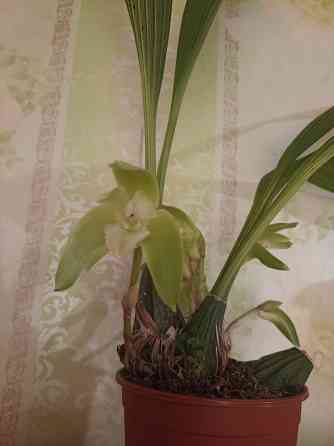 Ликаста гибридная Донецк