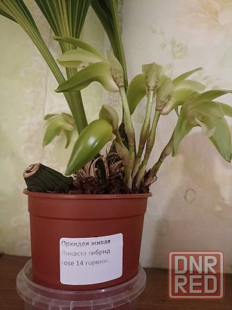 Ликаста гибридная Донецк - изображение 1