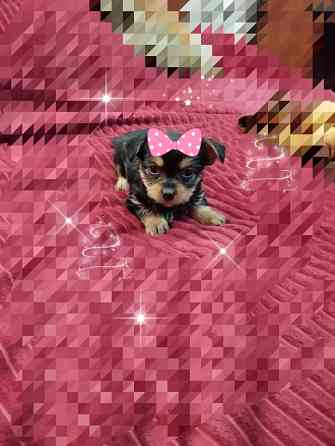 Щенок йоркширского терьера Донецк