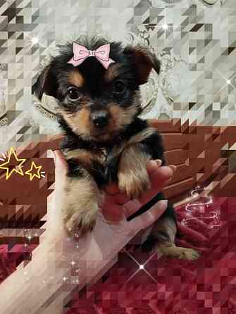 Щенок йоркширского терьера Донецк