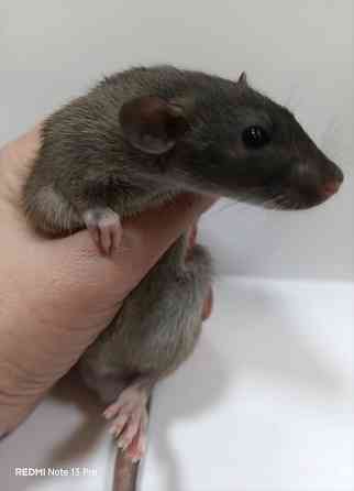 Мальчик Дамбо Макеевка