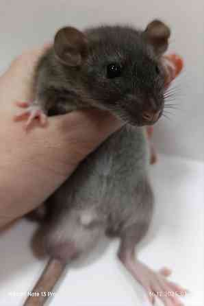 Мальчик Дамбо Макеевка