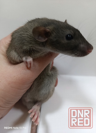 Мальчик Дамбо Макеевка - изображение 2