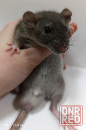 Мальчик Дамбо Макеевка - изображение 1