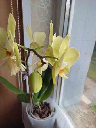 Фаленопсис Донецк