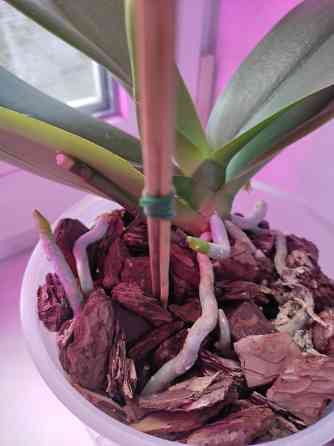 Фаленопсис Донецк