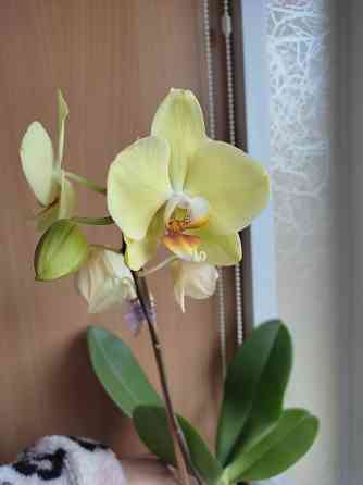 Фаленопсис Донецк