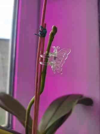 Фаленопсис Донецк