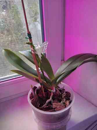 Фаленопсис Донецк