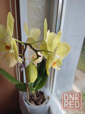 Фаленопсис Донецк - изображение 2