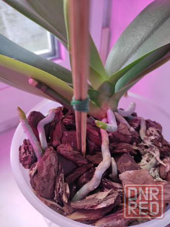 Фаленопсис Донецк - изображение 4