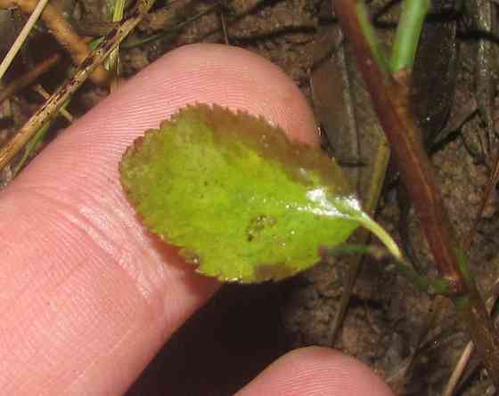 Рок-хоп, цоф, цоф "Orbtal Style" Донецк