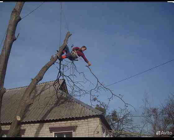 Валка, Спил, Обрезкп деревьев. Донецк, Макеевка. Профессионально Донецк