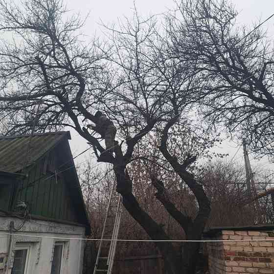 Валка, Спил, Обрезкп деревьев. Донецк, Макеевка. Профессионально Донецк