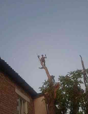 Валка, Спил, Обрезкп деревьев. Донецк, Макеевка. Профессионально Донецк