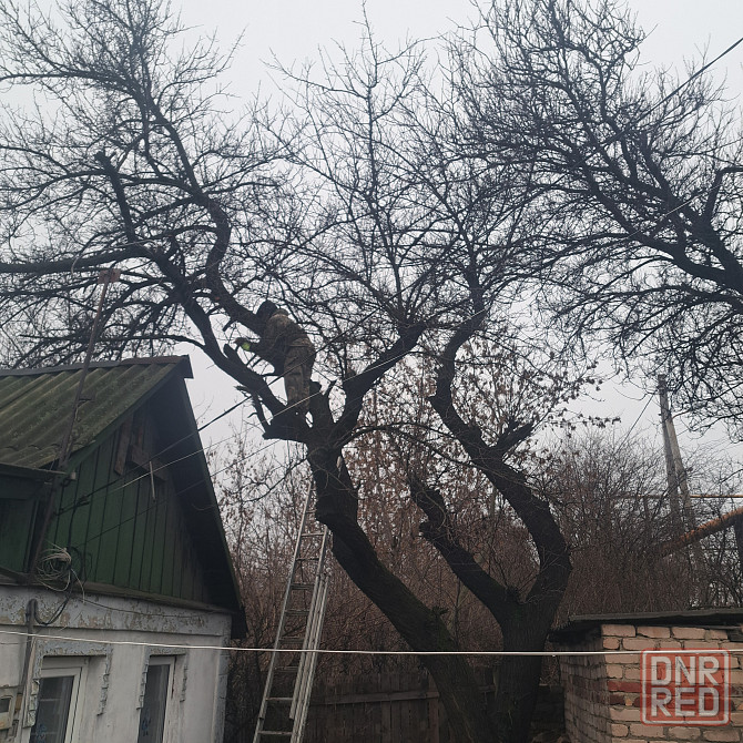 Валка, Спил, Обрезкп деревьев. Донецк, Макеевка. Профессионально Донецк - изображение 1