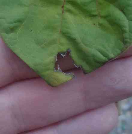 Мне-то "Всё равно" сё делирий Донецк