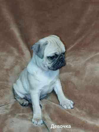 Щенки Мопса Макеевка