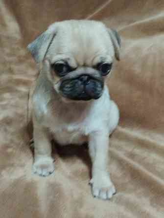 Щенки Мопса Макеевка