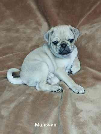 Щенки Мопса Макеевка