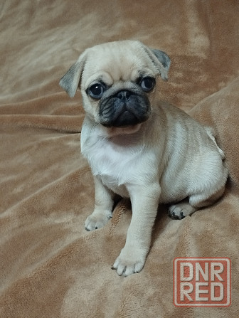 Щенки Мопса Макеевка - изображение 3