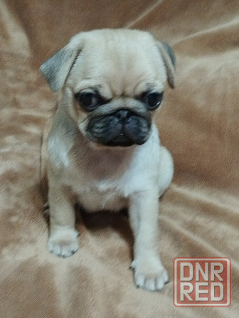 Щенки Мопса Макеевка - изображение 4