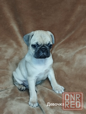 Щенки Мопса Макеевка - изображение 5