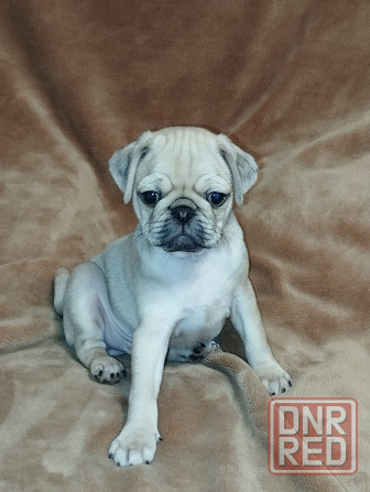 Щенки Мопса Макеевка - изображение 1