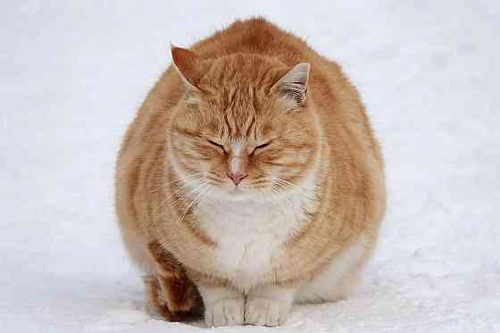 Не поня Суніан' валериана Коко Донецк