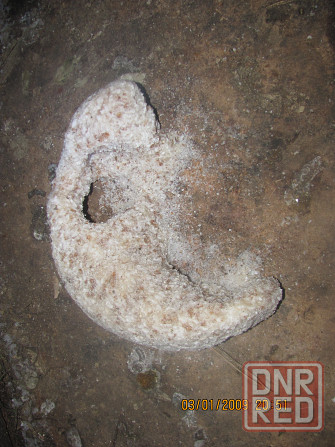 Да лицедей, много Мамов Донецк - изображение 1