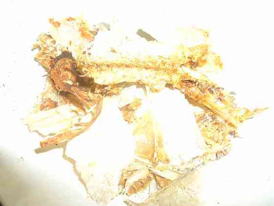 'План перехват' жена стоматоло Донецк