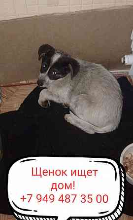 Отдам бесплатно щенка)) Донецк